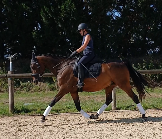 Hongre AES de 9 ans dressage