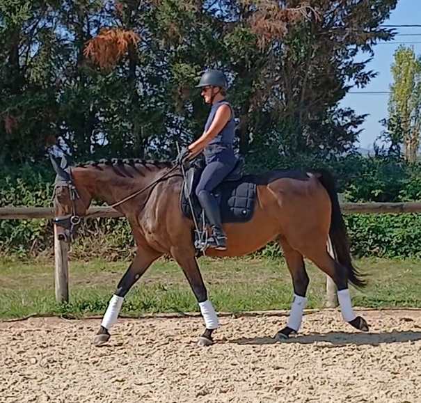Hongre AES de 9 ans dressage