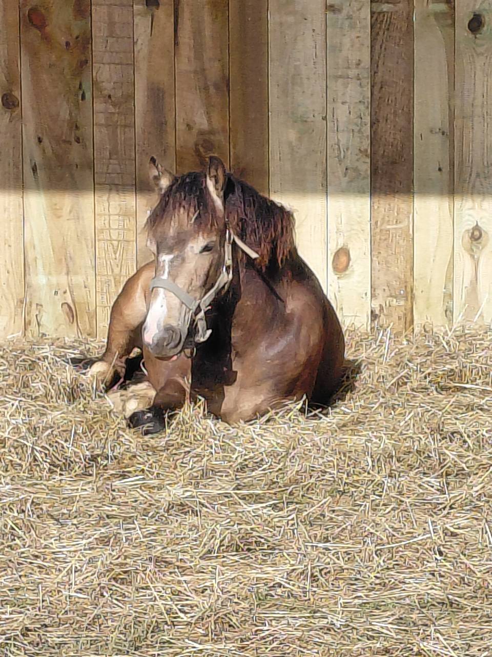 Poney B 