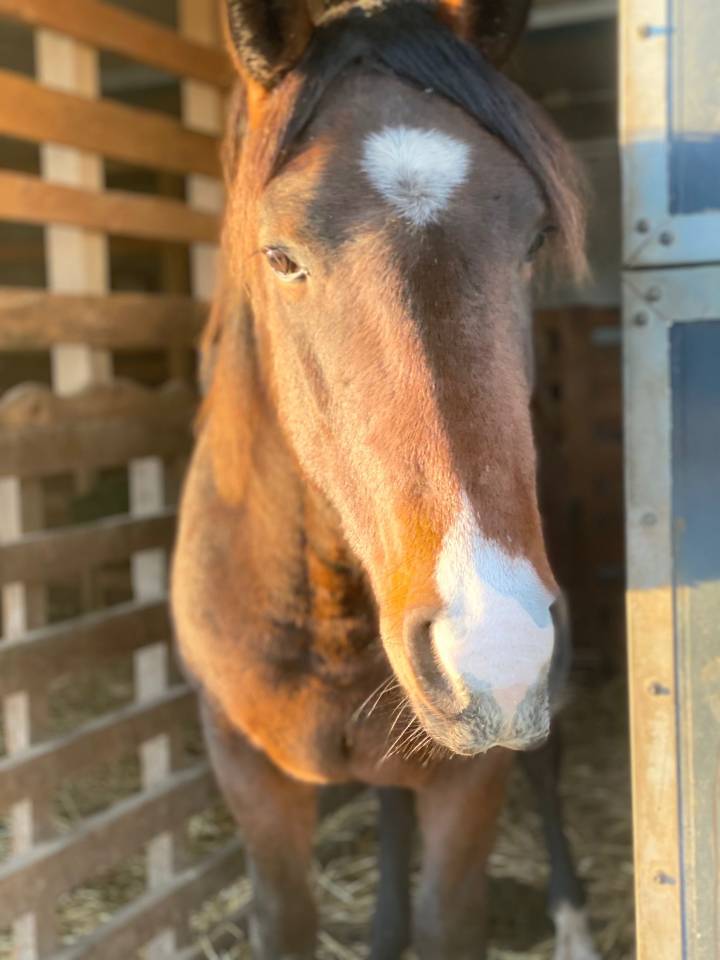 Poulain de 2 ans &agrave; vendre 