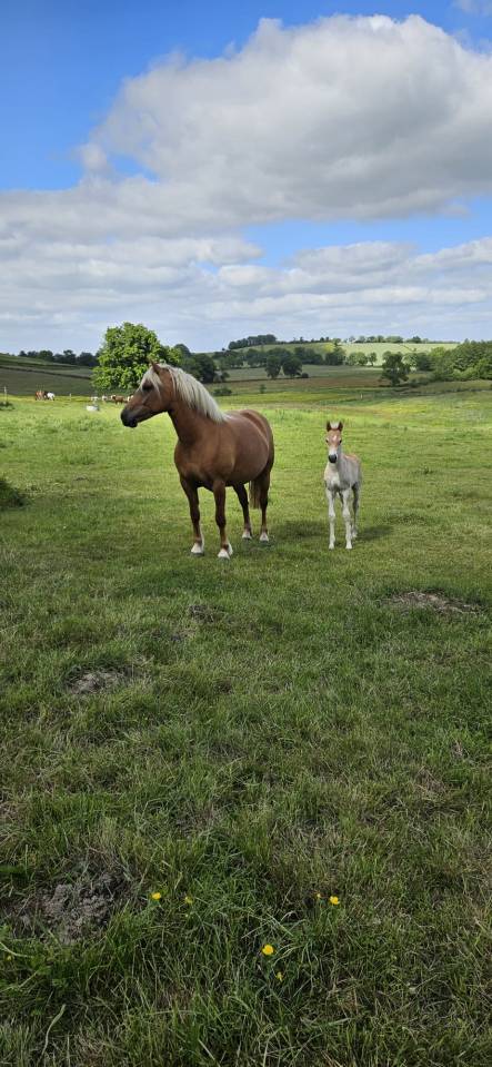 Poulain haflinger 