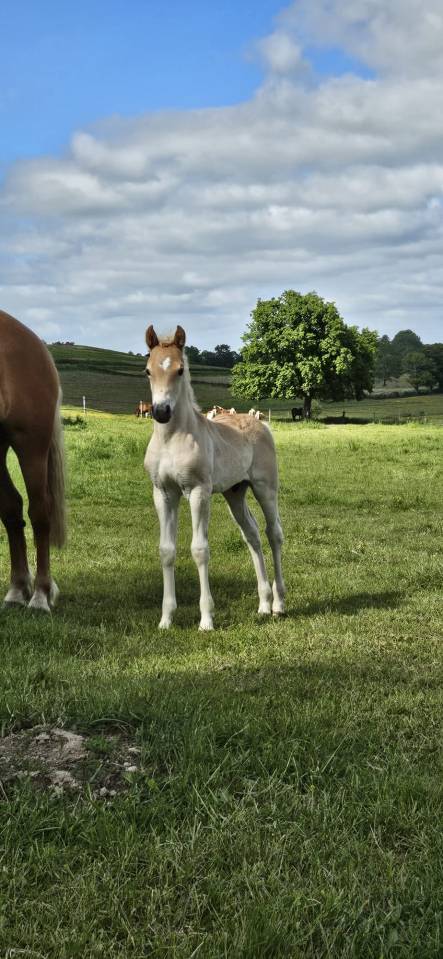 Poulain haflinger 