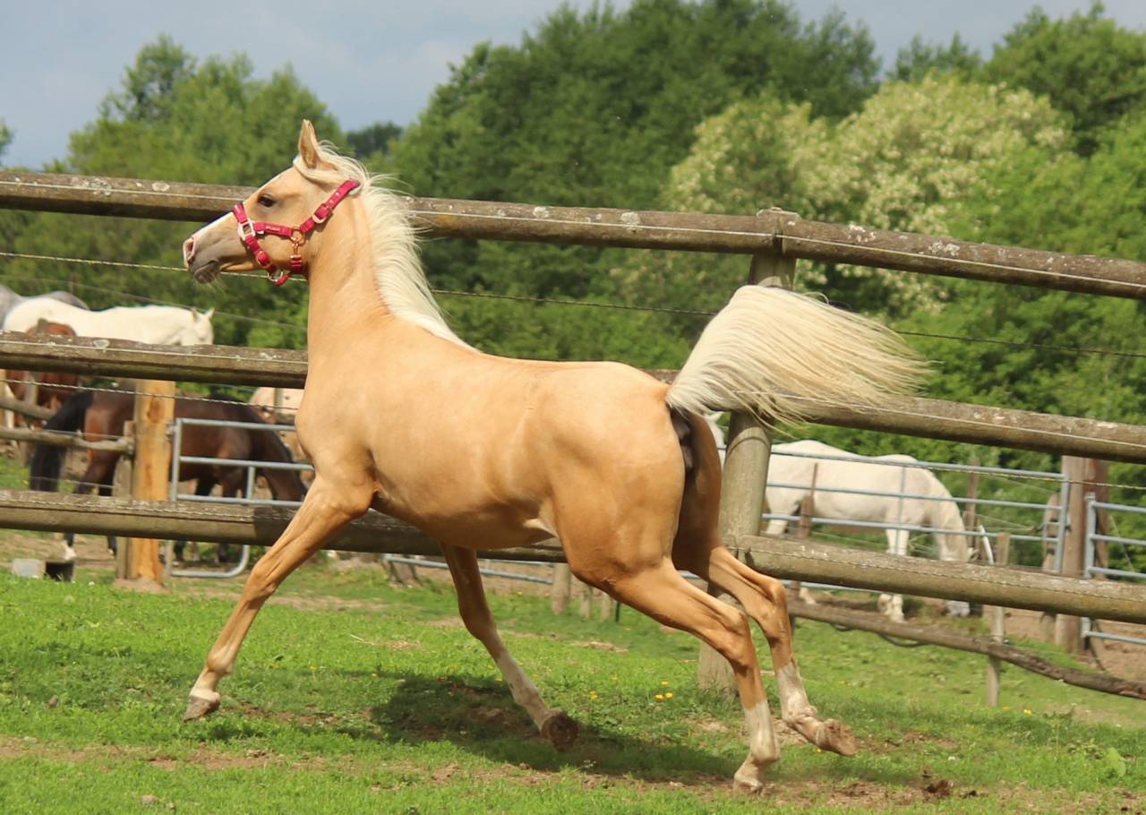 Tr&egrave;s belle pouliche palomino arabe