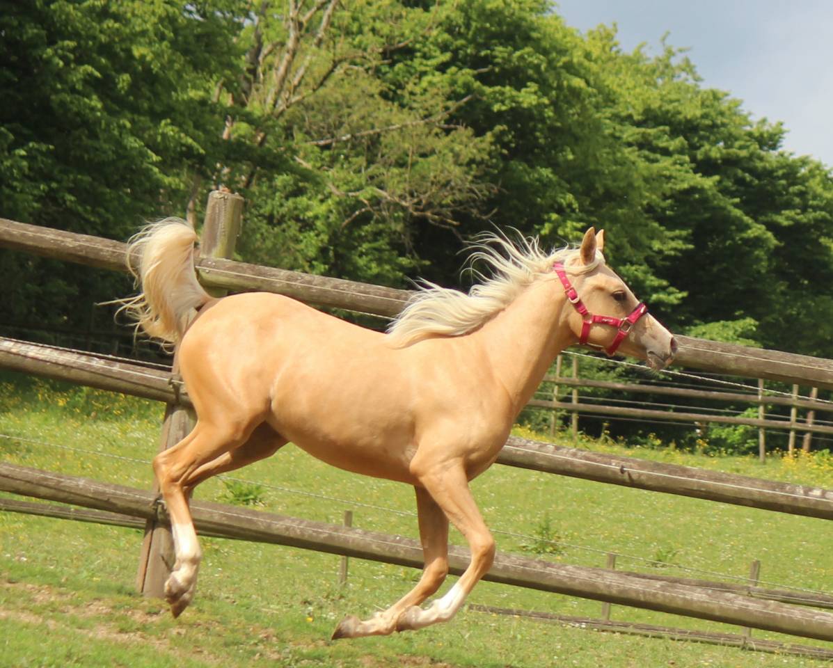 Tr&egrave;s belle pouliche palomino arabe