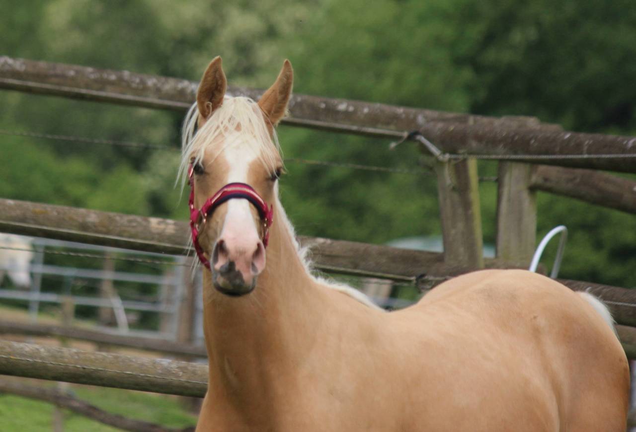 Tr&egrave;s belle pouliche palomino arabe