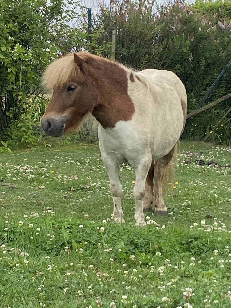 Ponette shetland 