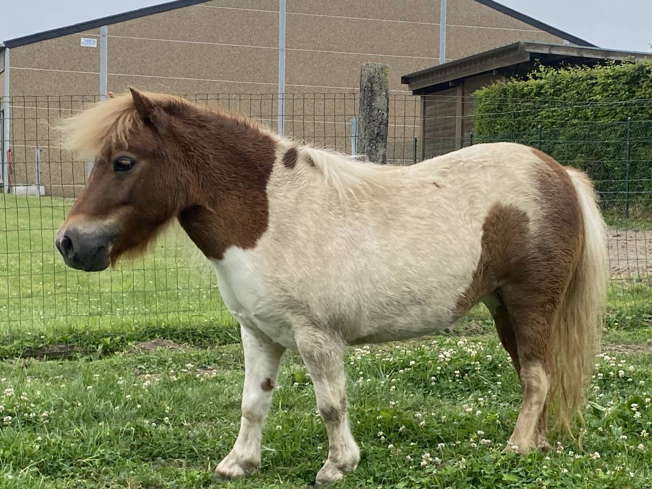 Ponette shetland 