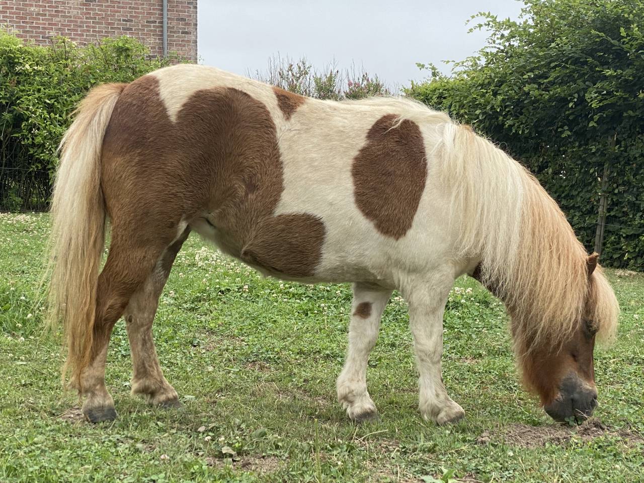 Ponette shetland 