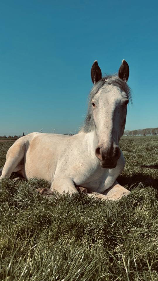 &Agrave; vendre Gus 
