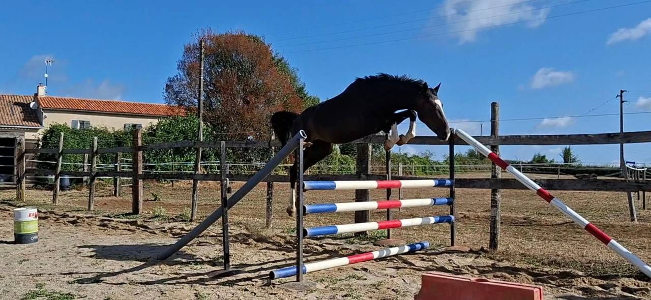 MURACO D ASTREE 4 ANS 