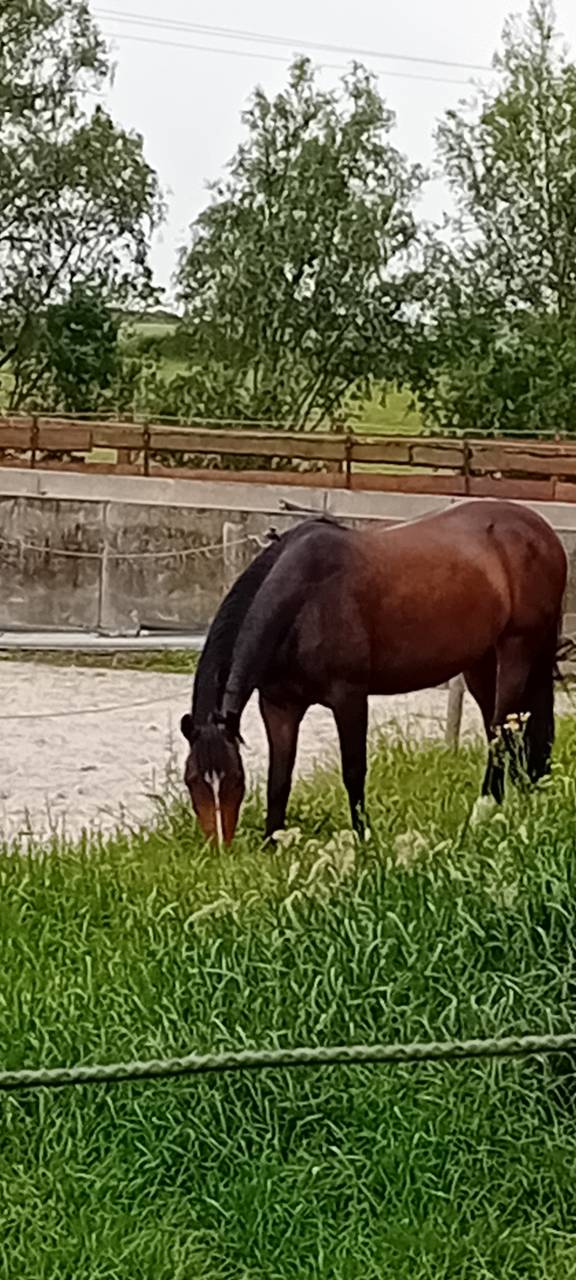 Jolie ponette de 13 ans 
