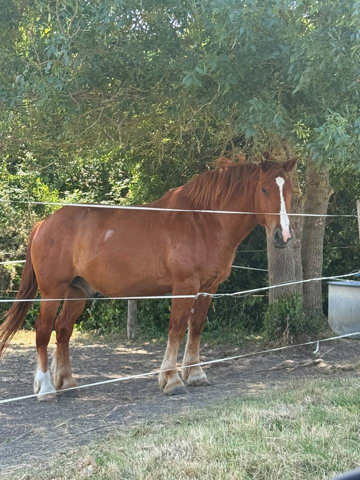 &Agrave; VENDRE &ndash; Cheval crois&eacute; Breton x Selle Fran&ccedil;ais