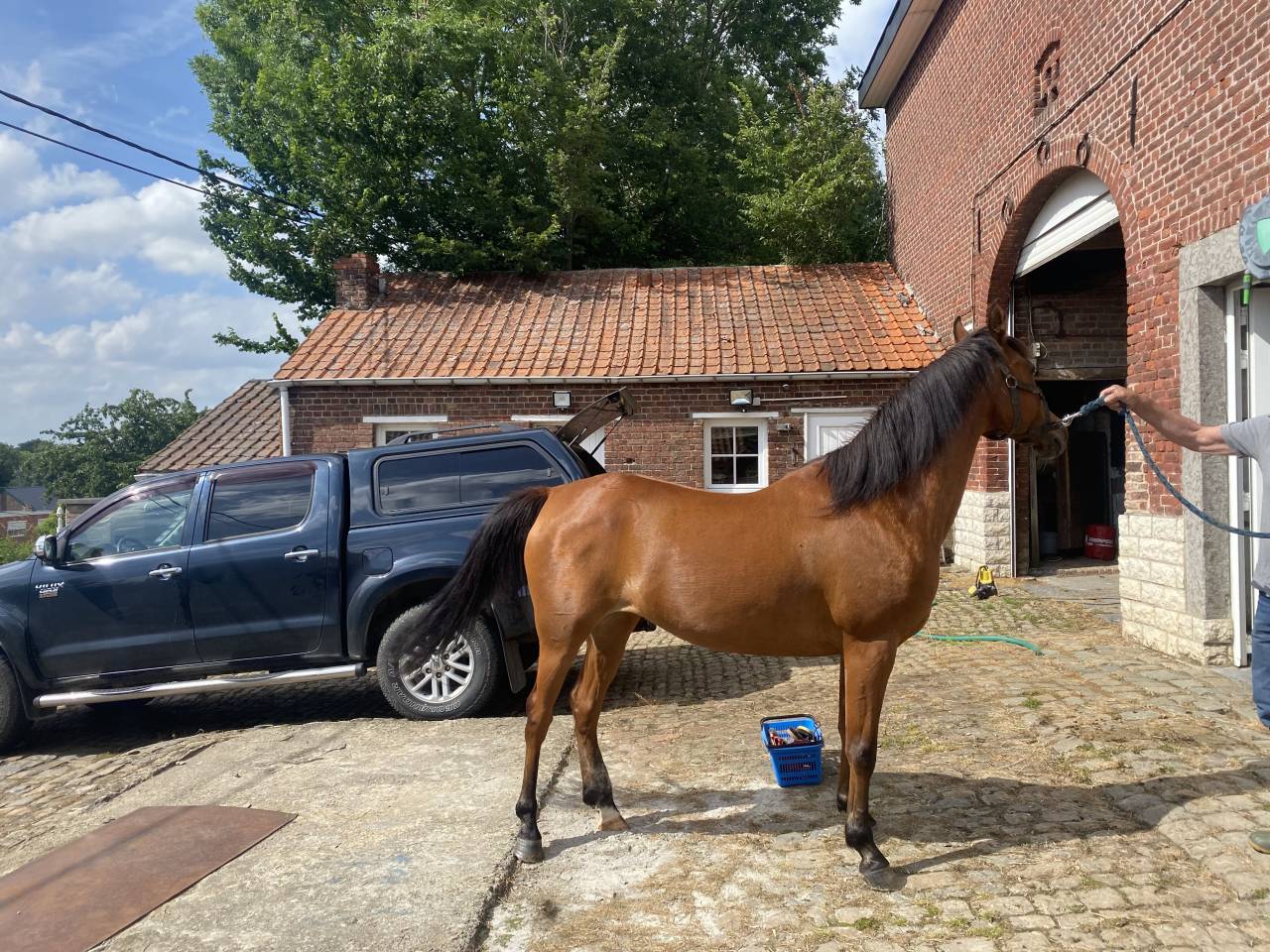 Jument psa de 14 ans &agrave; vendre