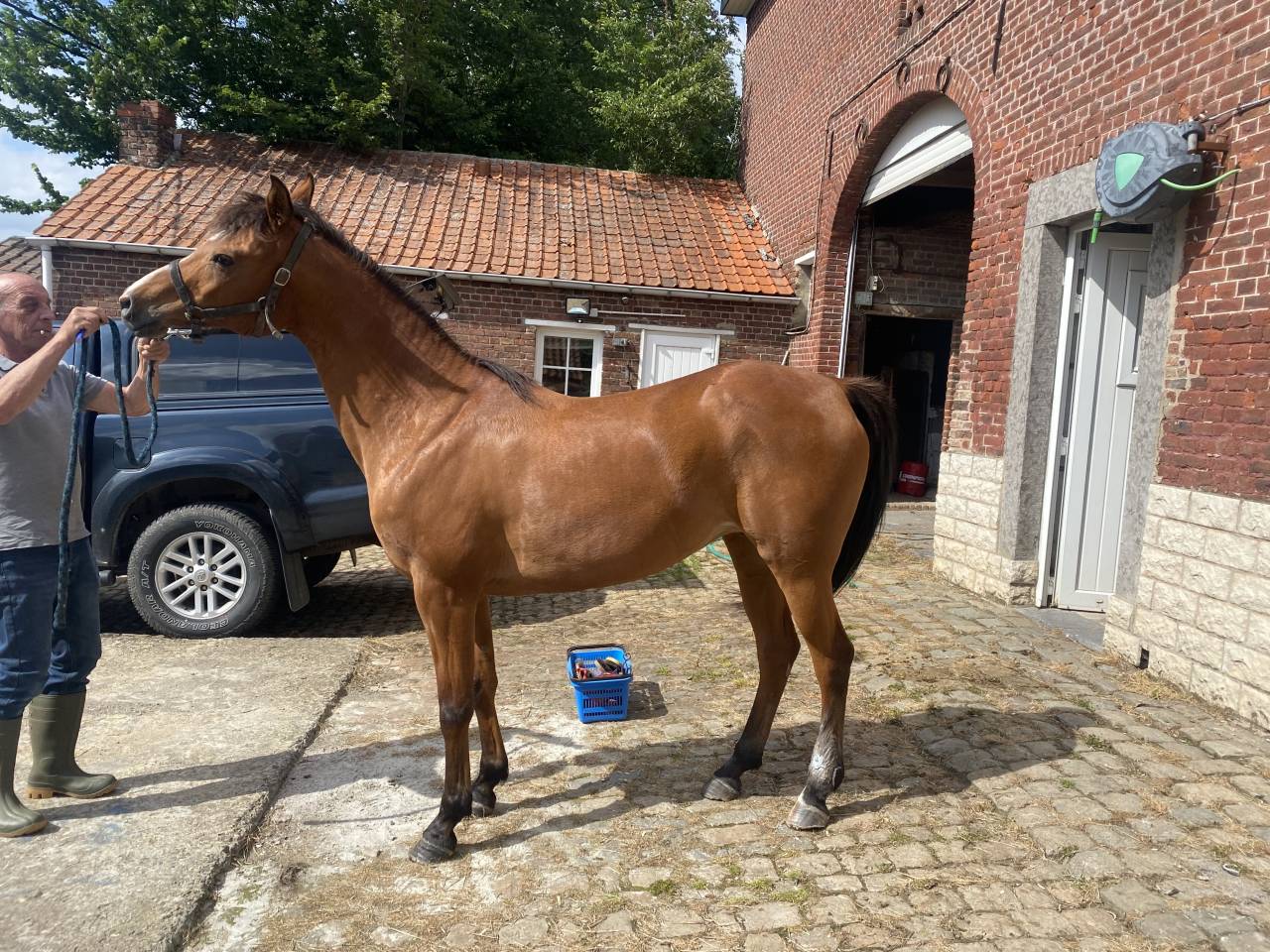 Jument psa de 14 ans &agrave; vendre