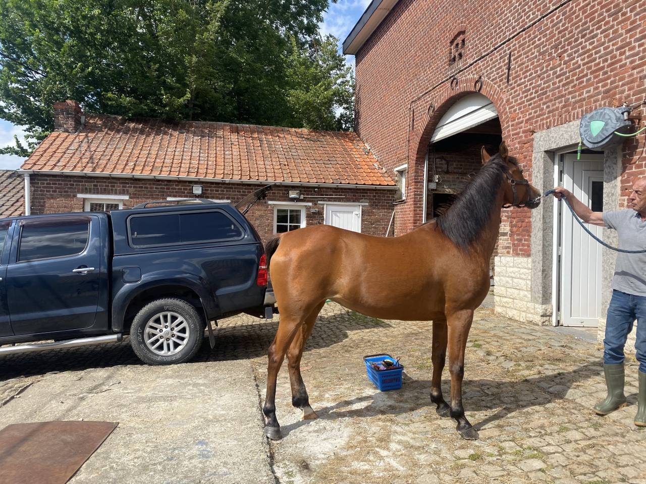 Jument psa de 14 ans &agrave; vendre