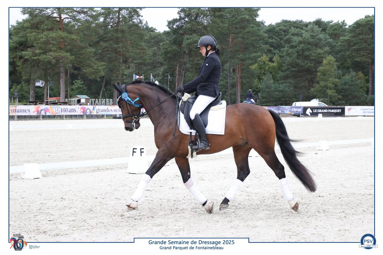 Cheval Dressage 6 ans 