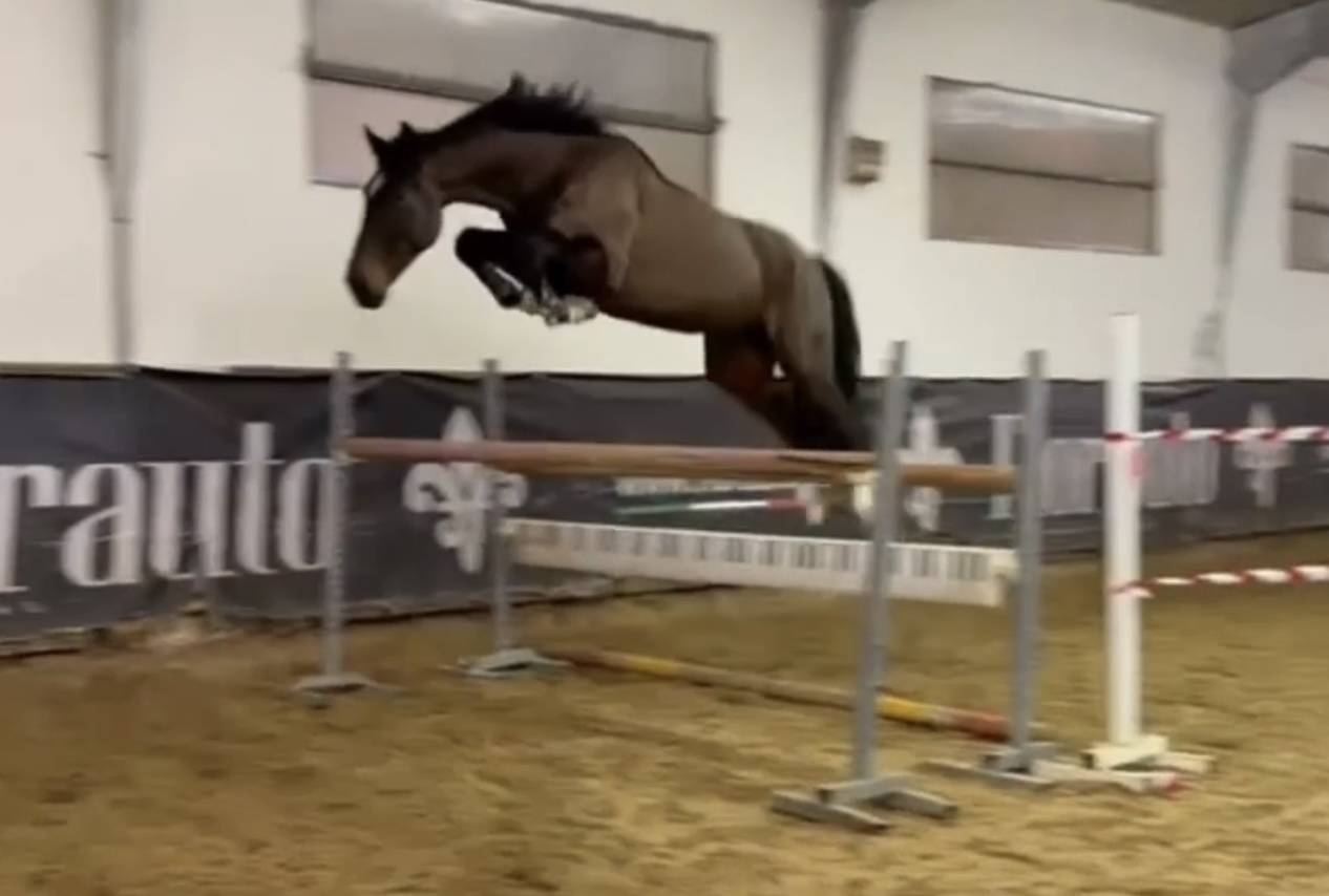 Hongre BWP Cheval de Sang Belge A vendre 2019 Bai brun par FONCETTI VD HEFFINCK