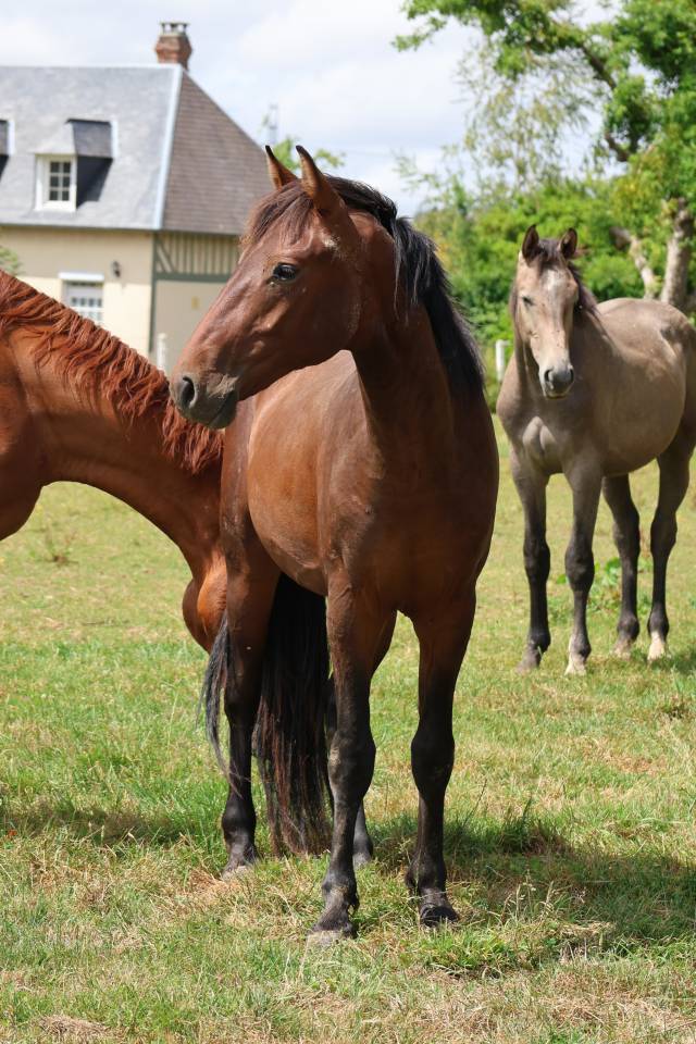 Magnifique m&acirc;le de 2 ans &ndash; Origines sport