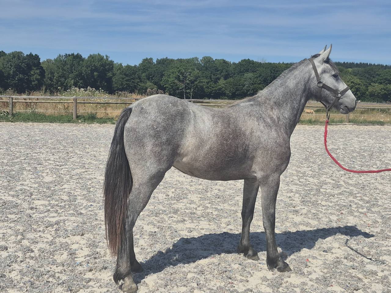Ponette Wpb - cso - cce - sport