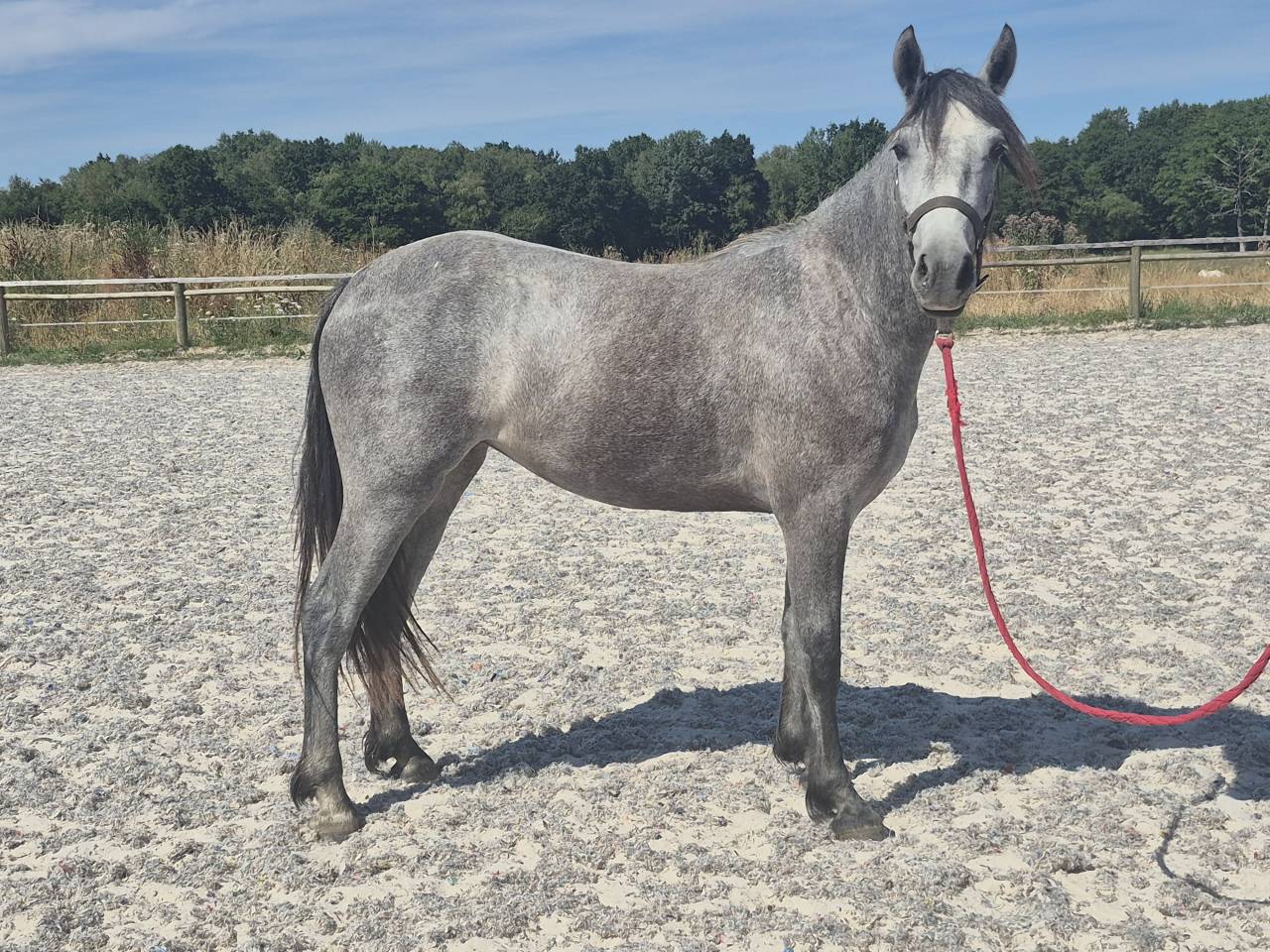 Ponette Wpb - cso - cce - sport