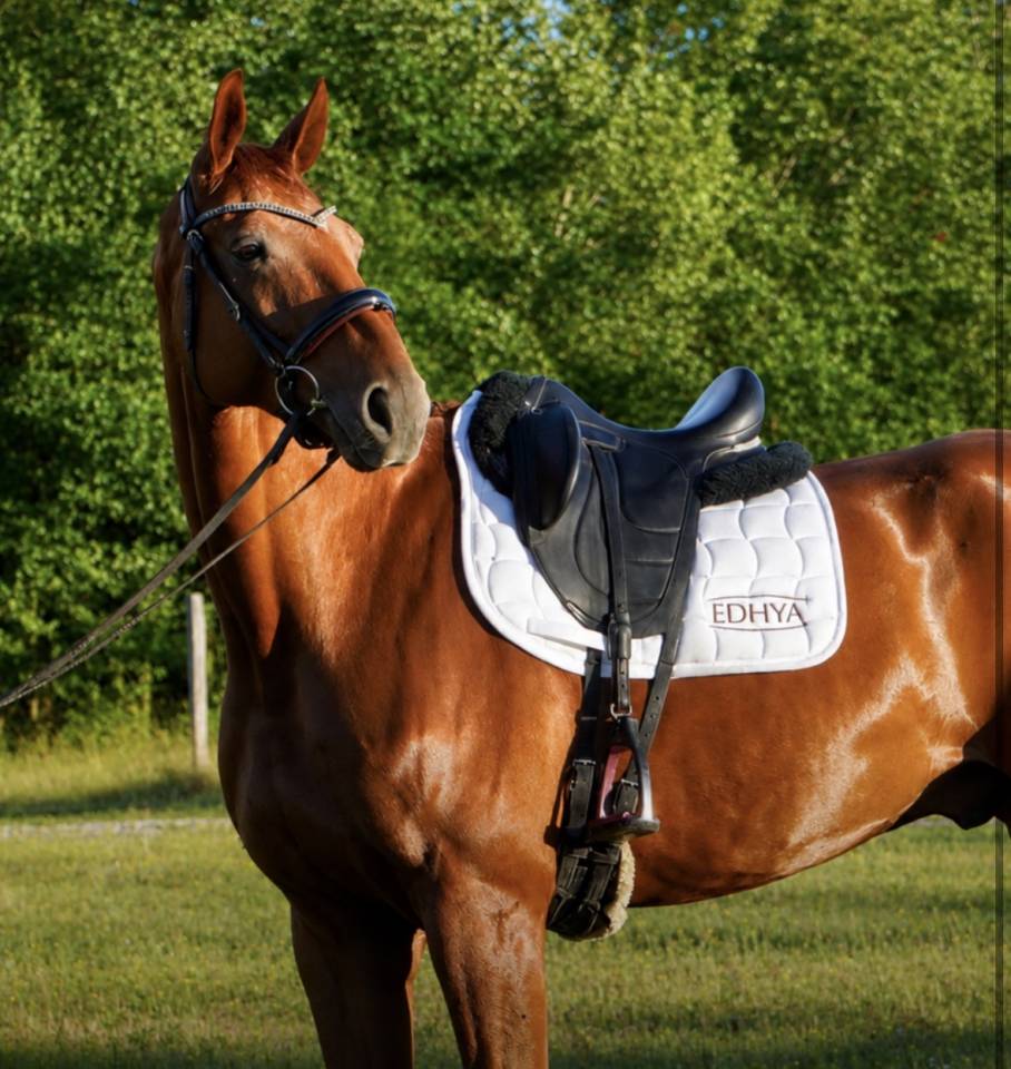 Hongre - Hanovrien - 8 ans - Dressage - France 