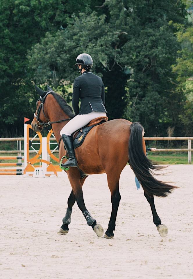 Hongre de 6 ans pour loisir/cso