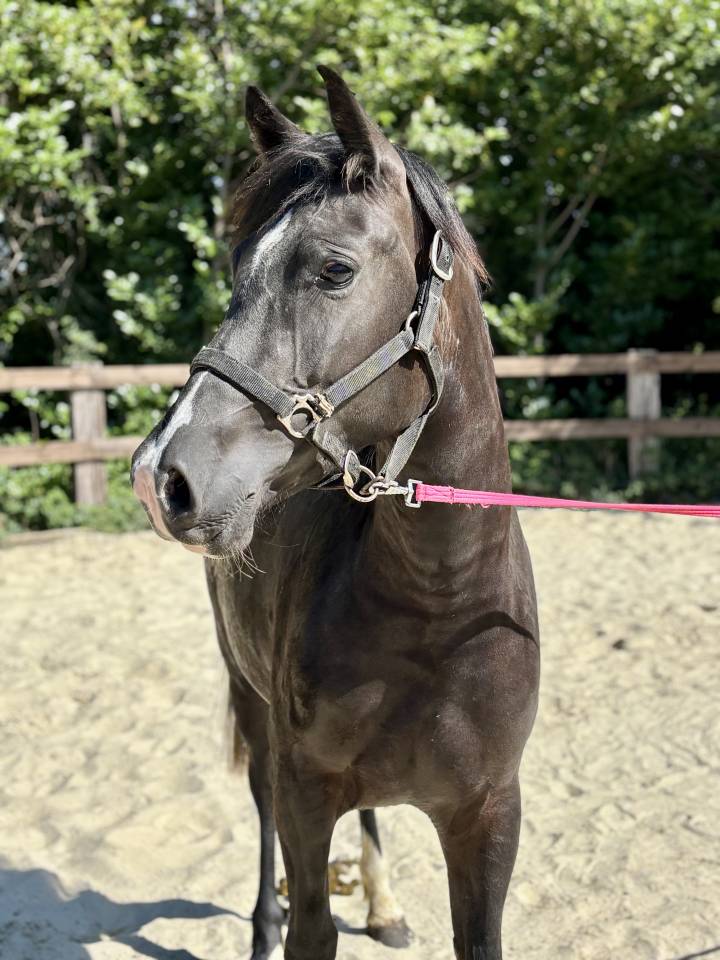 Ponette D - New Forest 