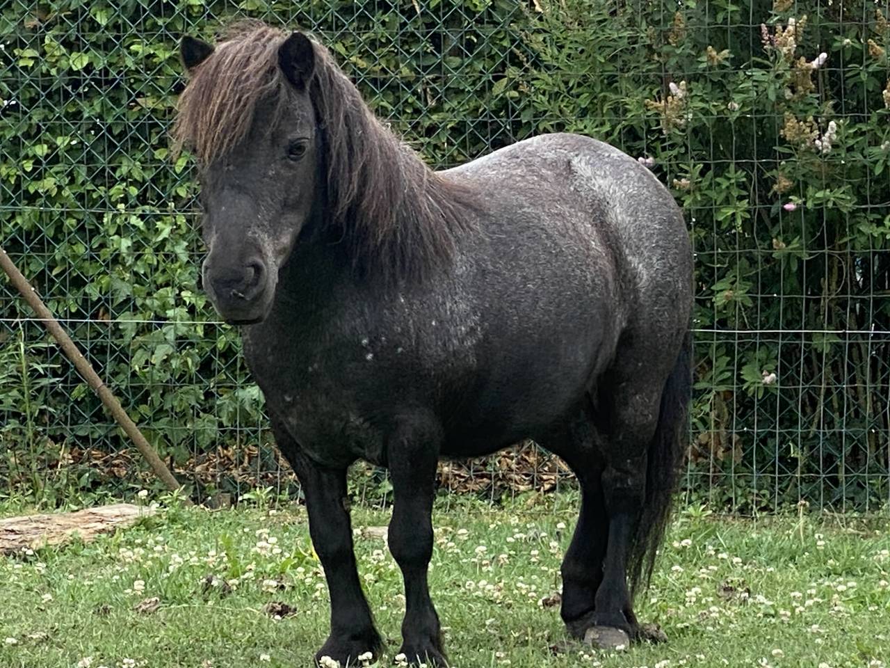 ponette shetland 