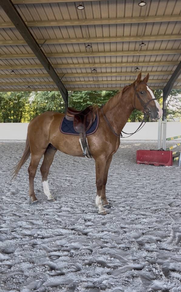 Hongre SF 3 ans mont&eacute; 