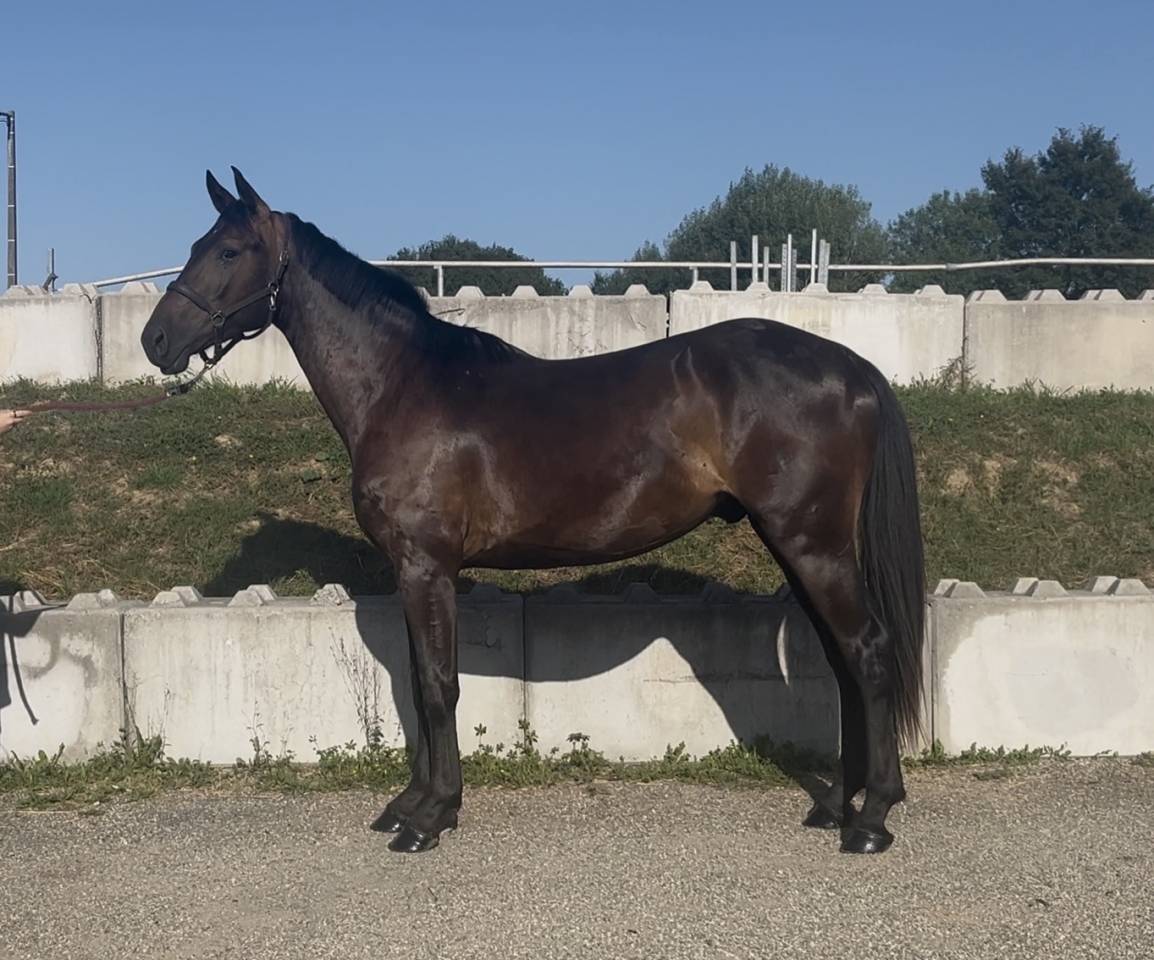 Hongre zangersheide 3 ans mont&eacute; 