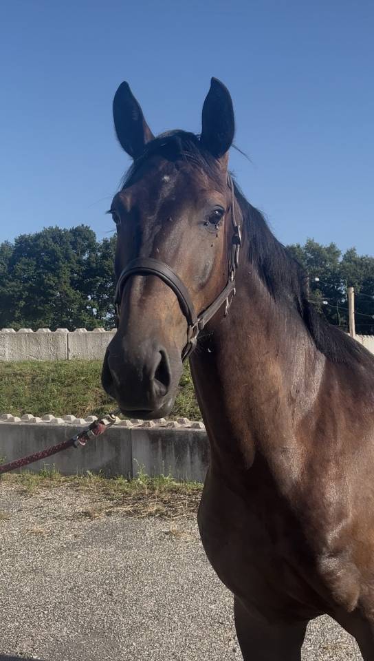 Hongre zangersheide 3 ans mont&eacute; 