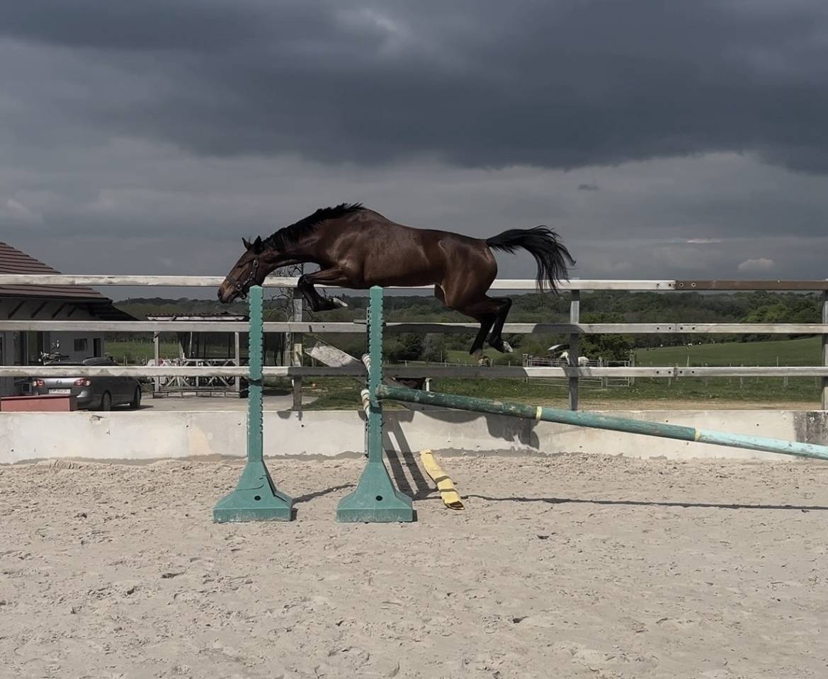 Jument SF 3 ans mont&eacute; 