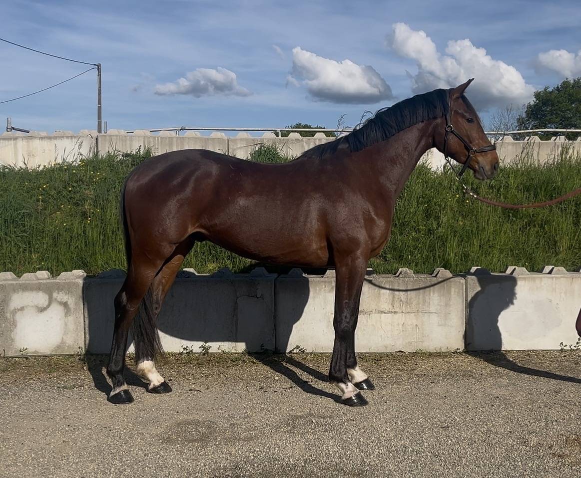 Hongre 3 ans mont&eacute; 