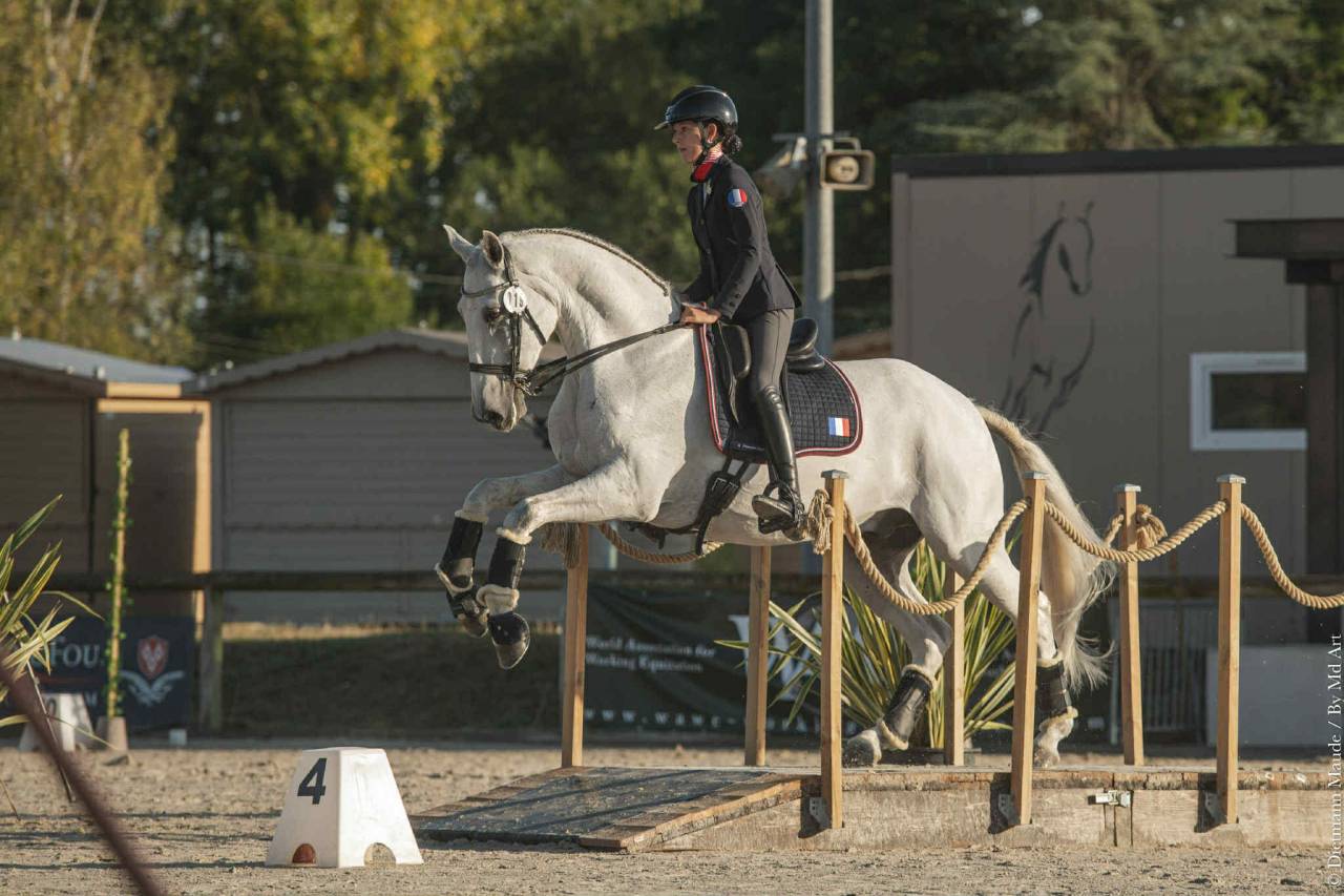 Hongre - Lusitanien - 14 ans - Dressage -  PSG - France