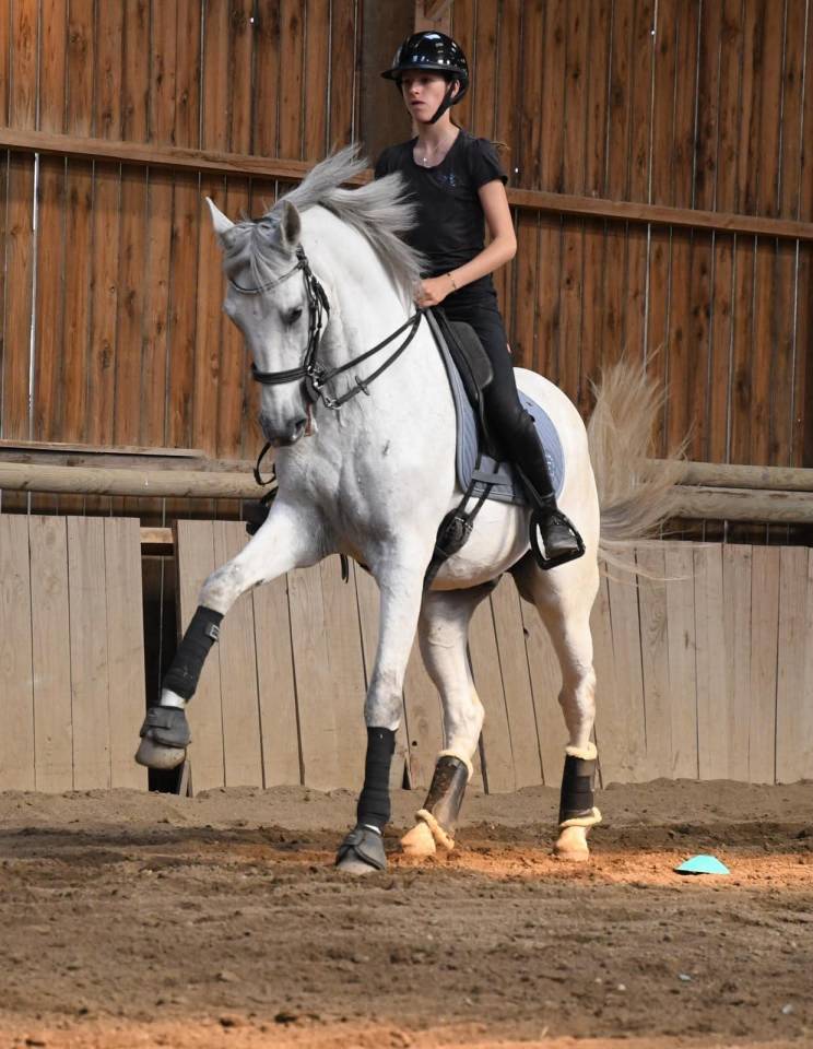 Hongre - Lusitanien - 14 ans - Dressage -  PSG - France