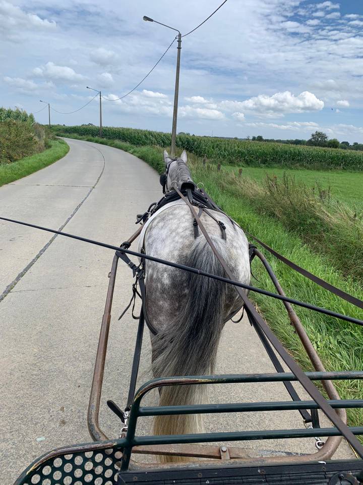 Cheval &agrave; vendre Hongre de 11 ans 