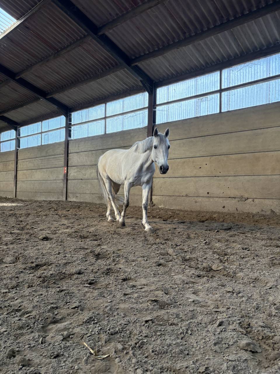 Cheval &agrave; vendre Hongre de 11 ans 