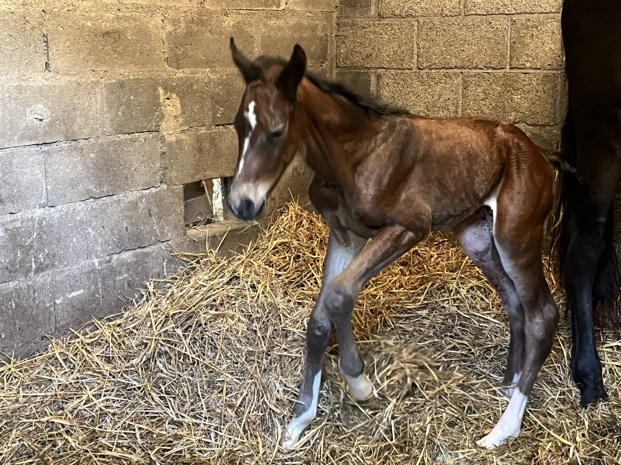Cherche stagiaire Galop 7