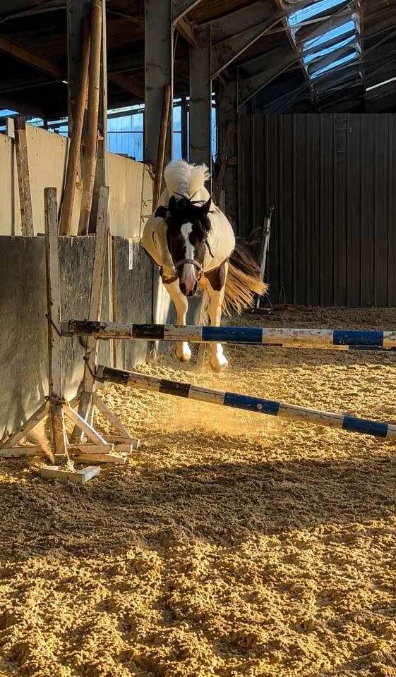 Chevaux et poneys 