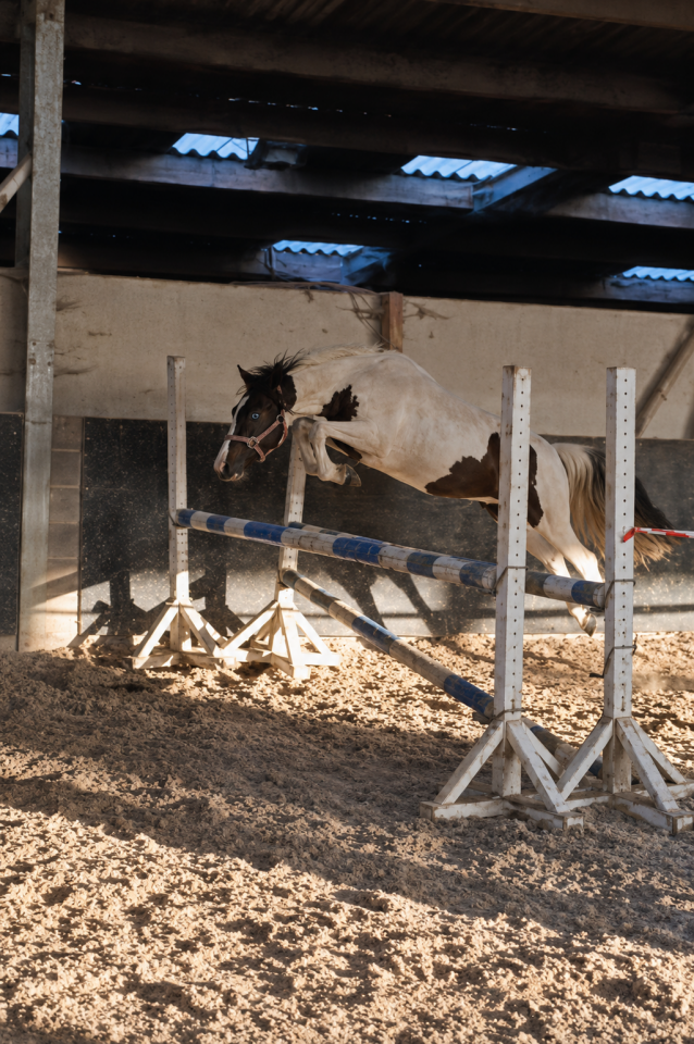 Chevaux et poneys 