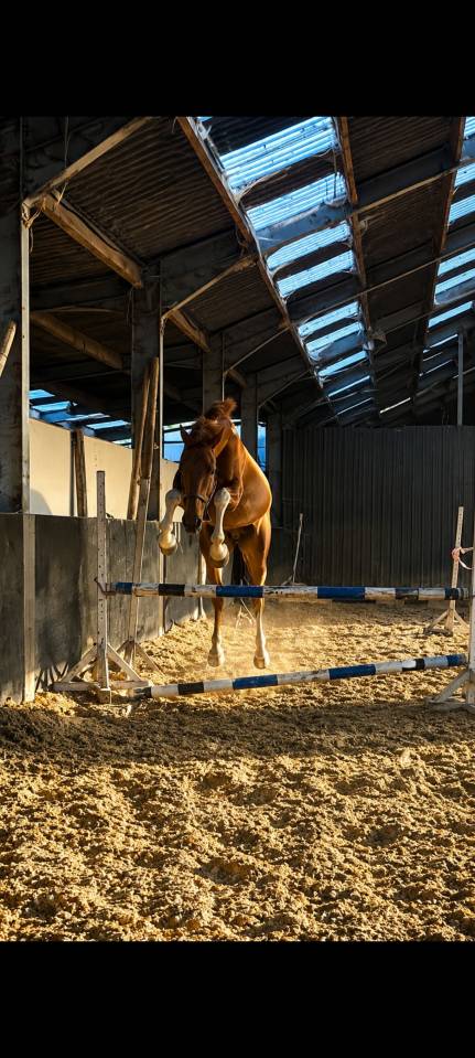 Chevaux et poneys 