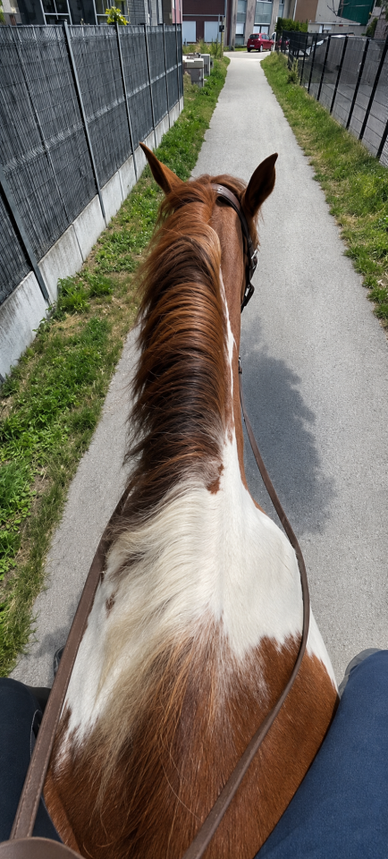 Chevaux et poneys 