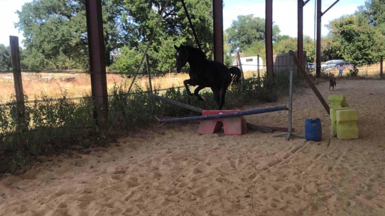 Pouliche de 2 ans &agrave; vendre 
