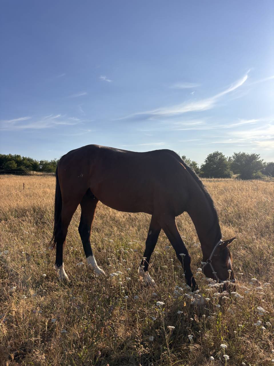 Cheval SF