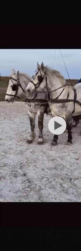 Jument Percheron 