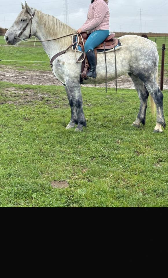 Jument Percheron 