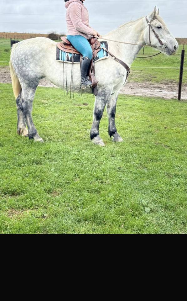 Jument Percheron 