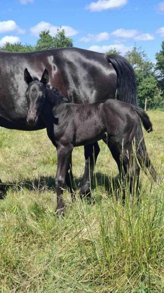 Poulini&egrave;re suit&eacute;e 100% Dressage 