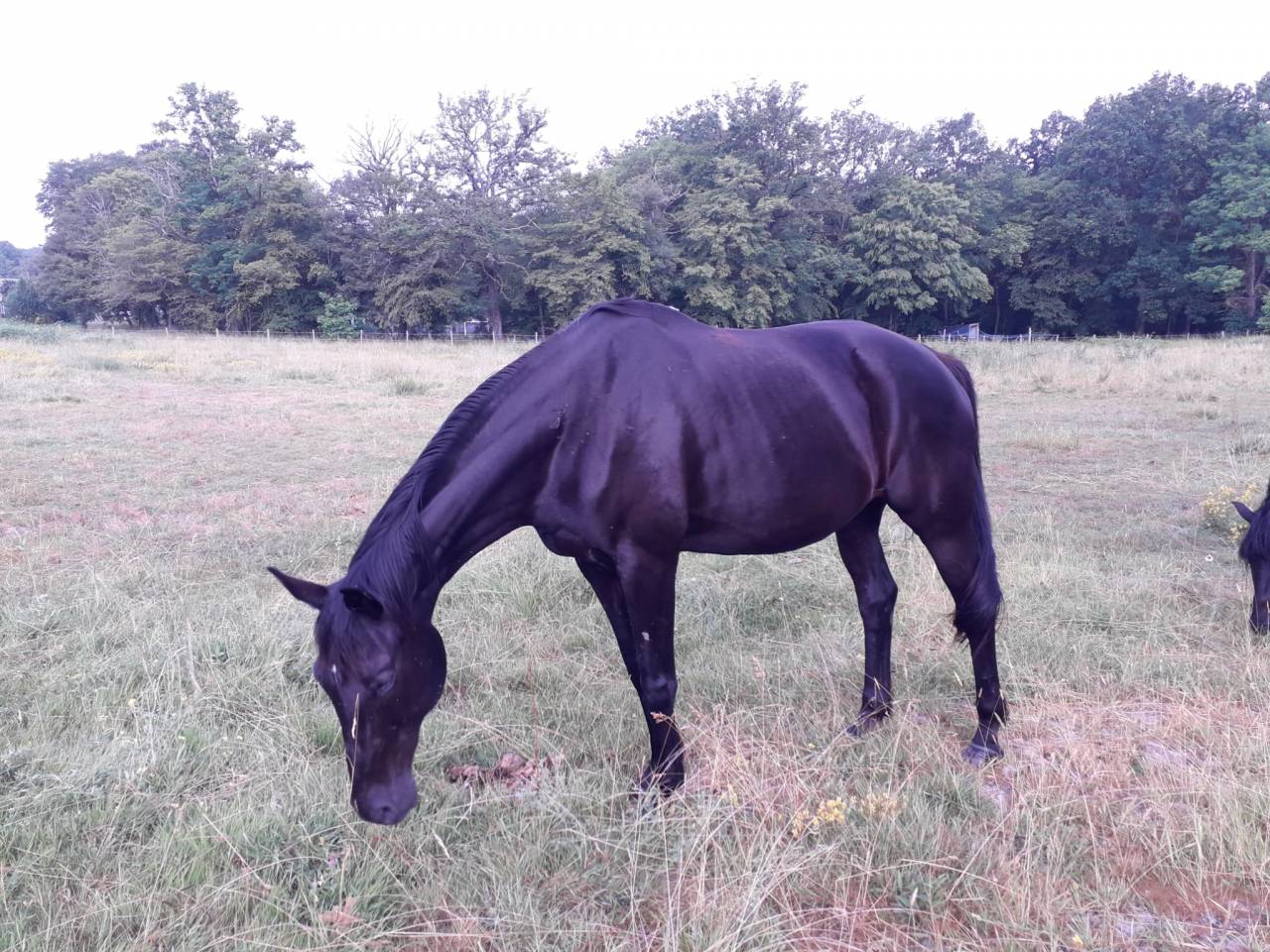 Poulini&egrave;re suit&eacute;e 100% Dressage 