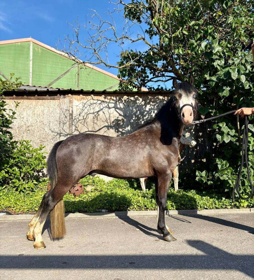 Incroyable poney Welsh plein papiers &agrave; d&eacute;couvrir !